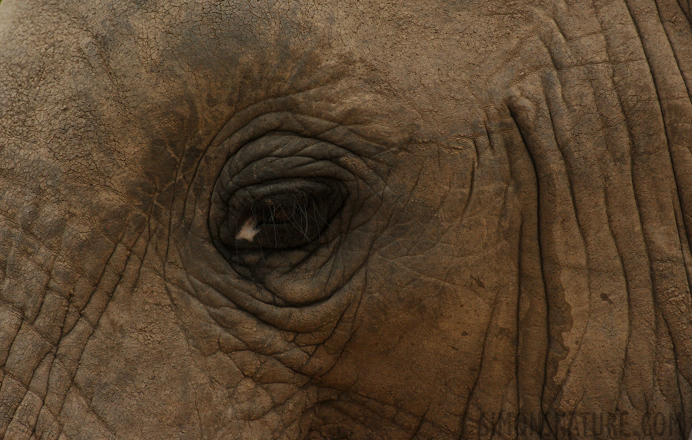 Loxodonta africana [550 mm, 1/3200 Sek. bei f / 8.0, ISO 1000]